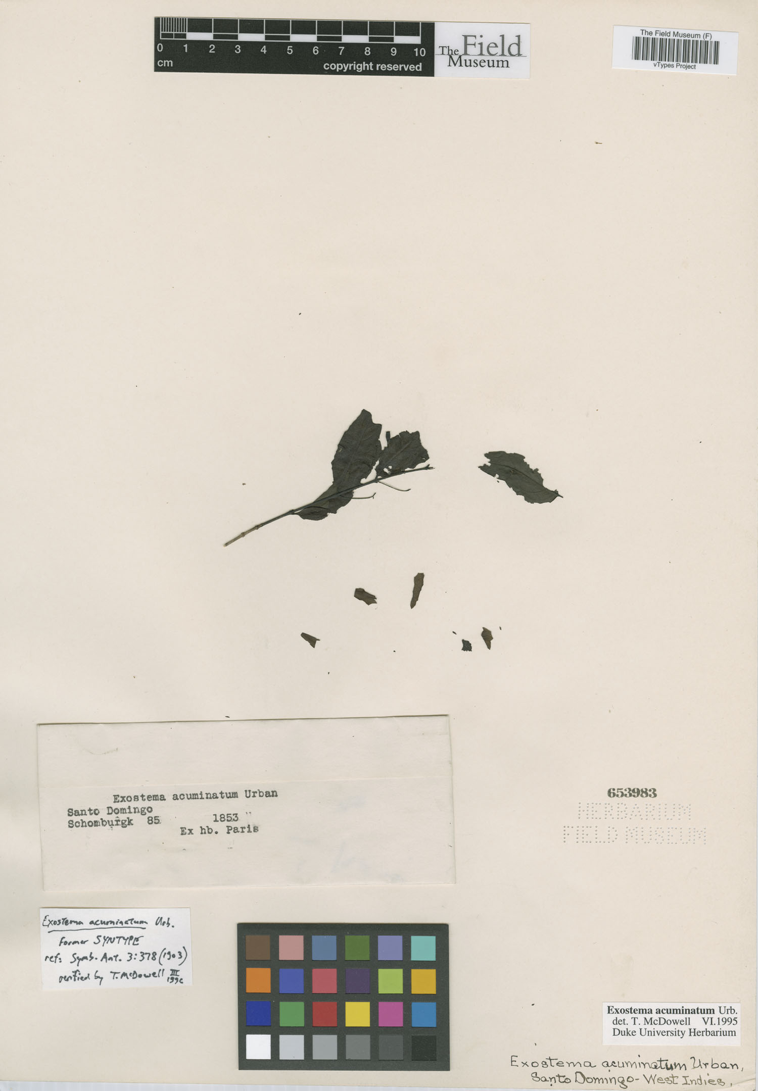 Exostema acuminatum image
