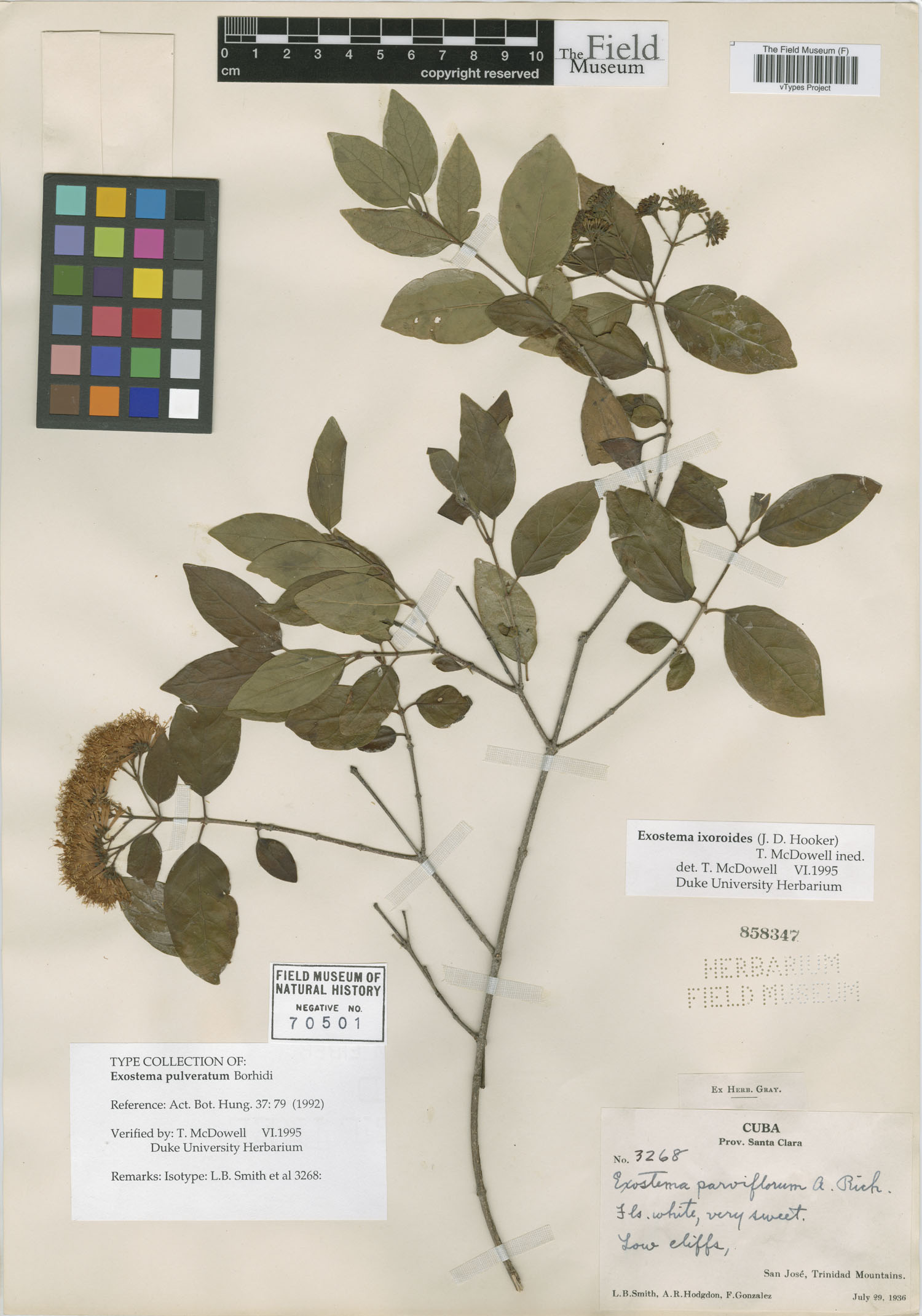 Solenandra pulverulenta image