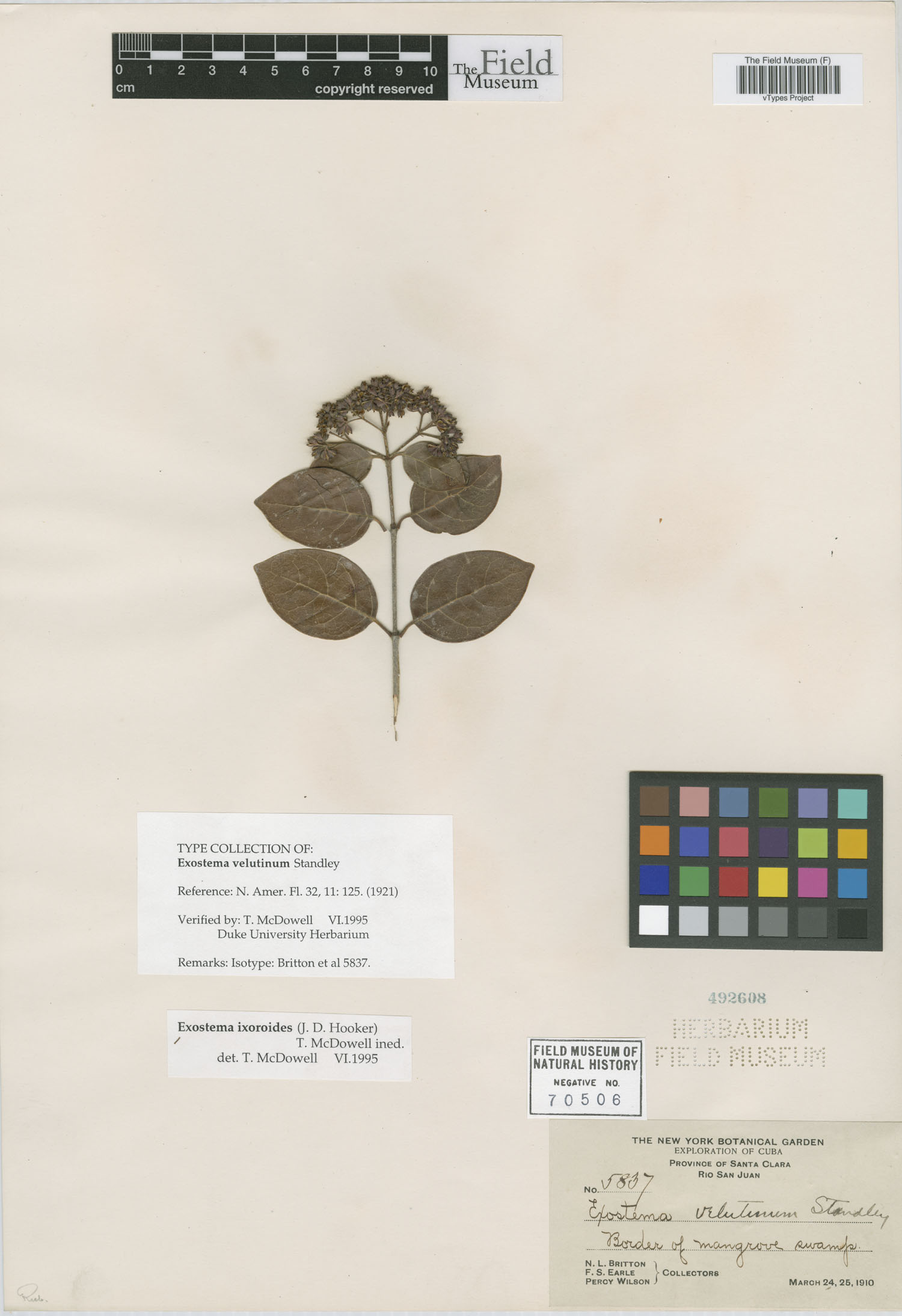 Solenandra velutina image