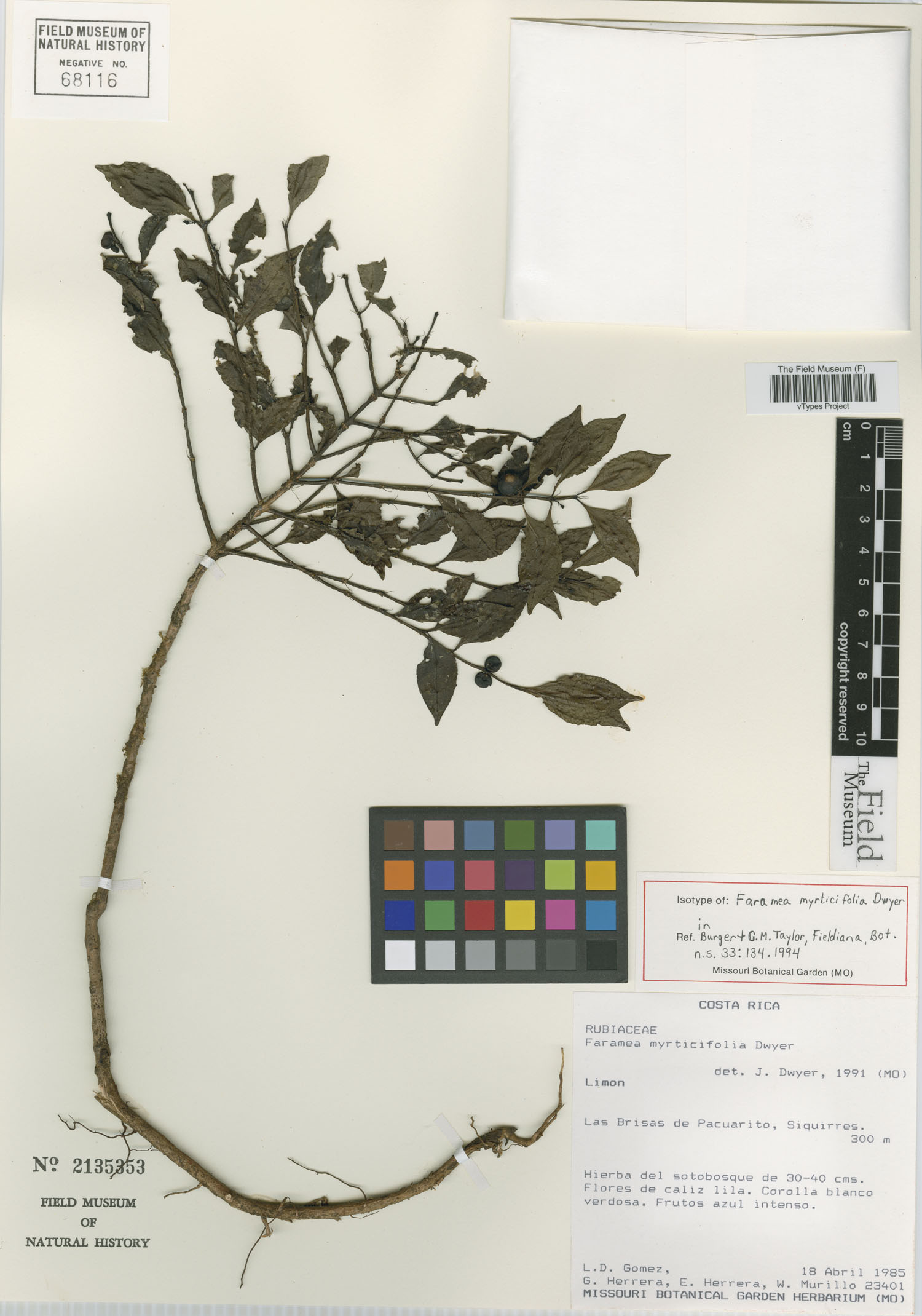 Faramea myrticifolia image