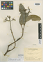 Faramea verticillata C. M. Taylor, COLOMBIA, R. E. Schultes 17702, Isotype, F