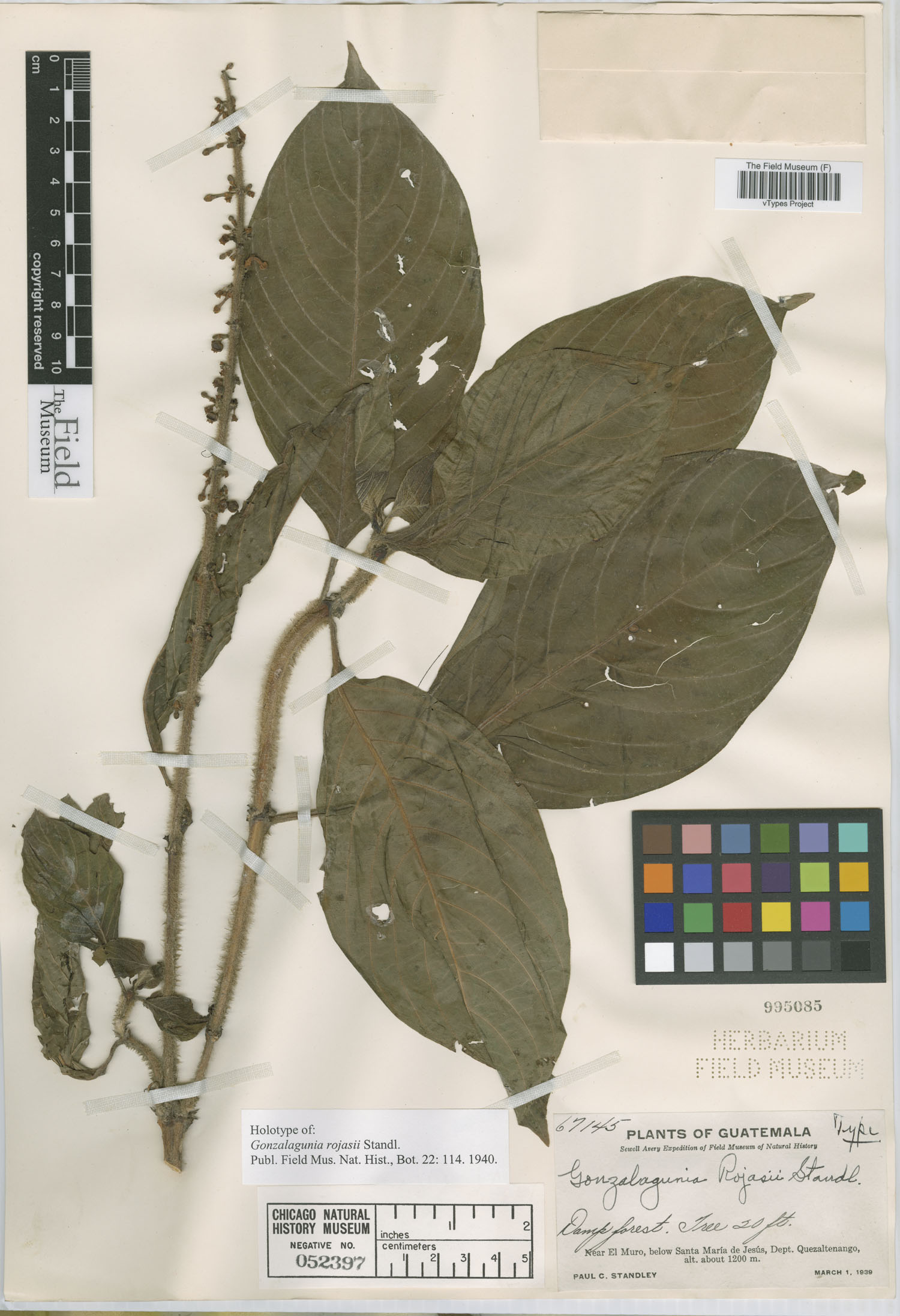 Gonzalagunia thyrsoidea image