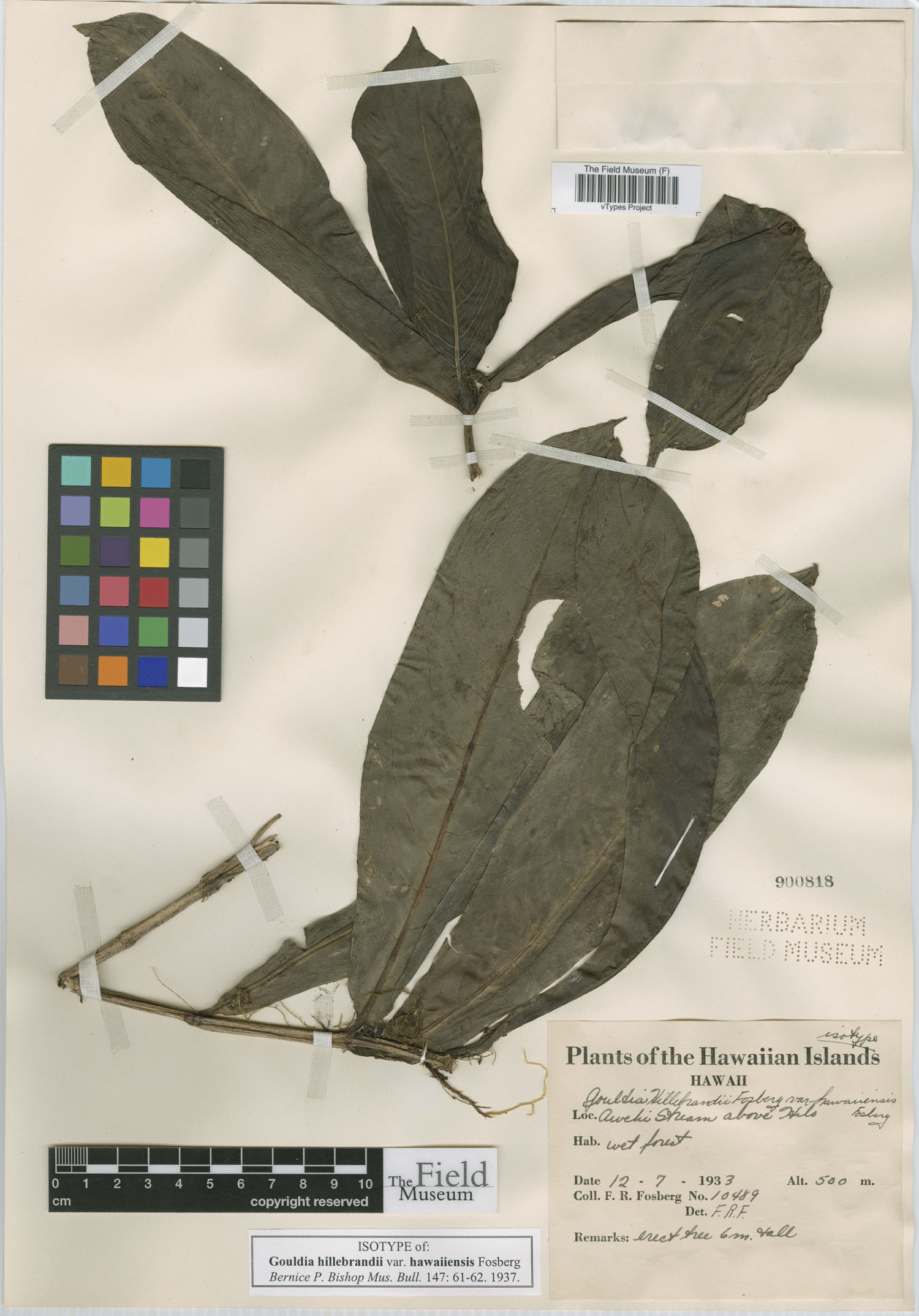 Gouldia hillebrandii var. hawaiiensis image