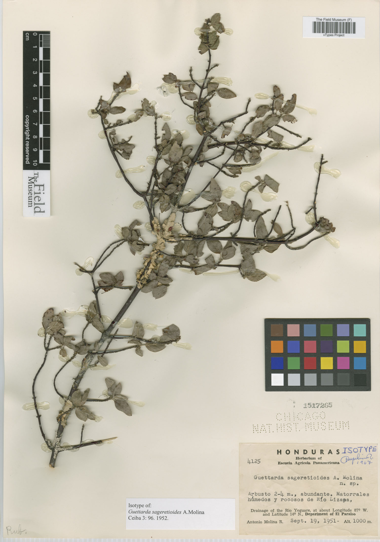 Guettarda sageretioides image