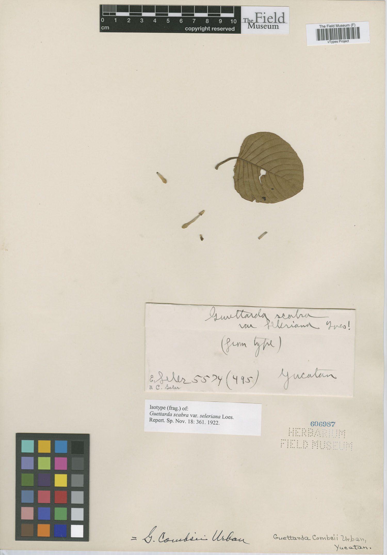 Guettarda combsii subsp. seleriana image