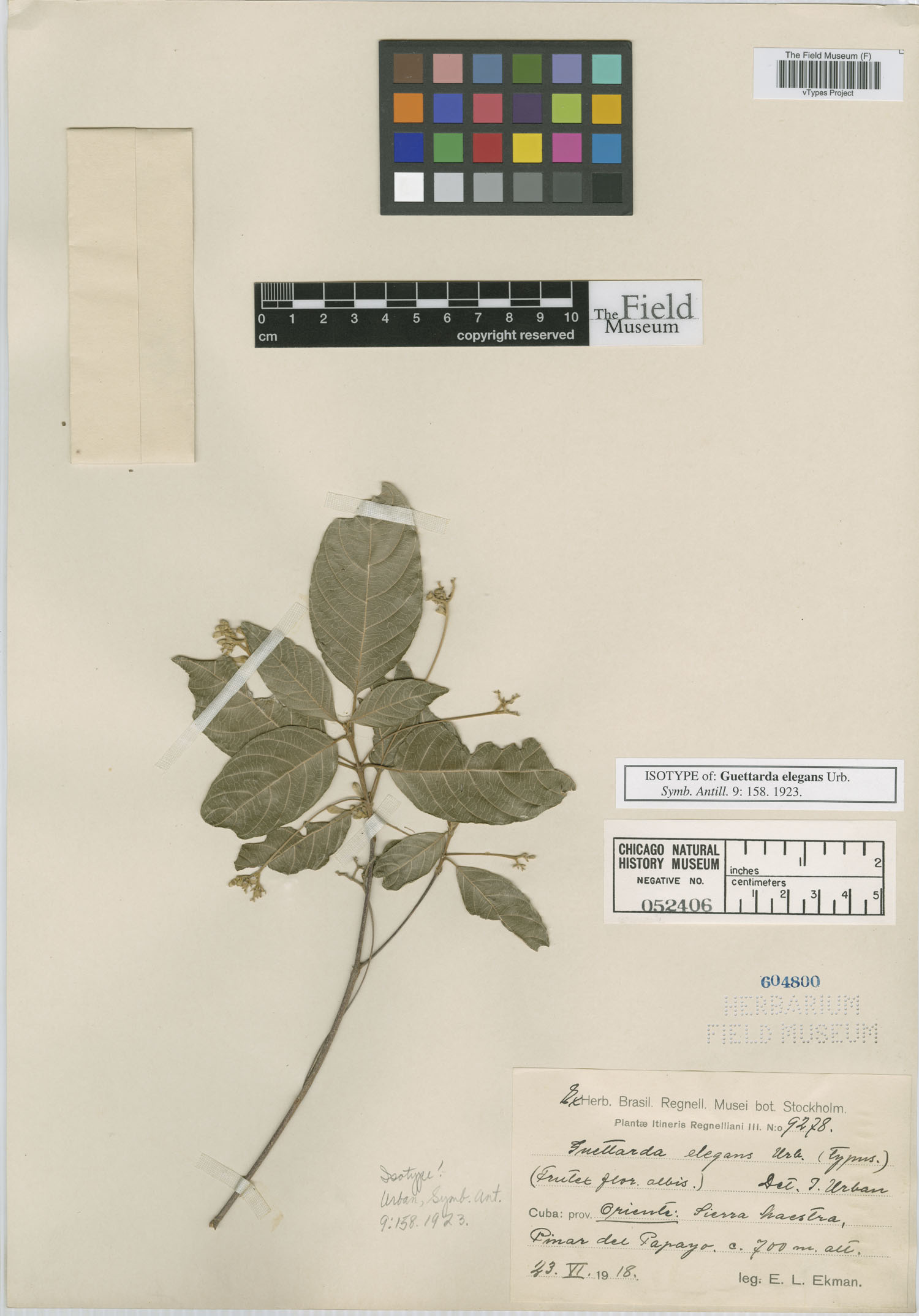 Guettarda elegans image