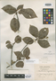 Guettarda frangulifolia Urb., JAMAICA, W. H. Harris 9472, Isotype, F