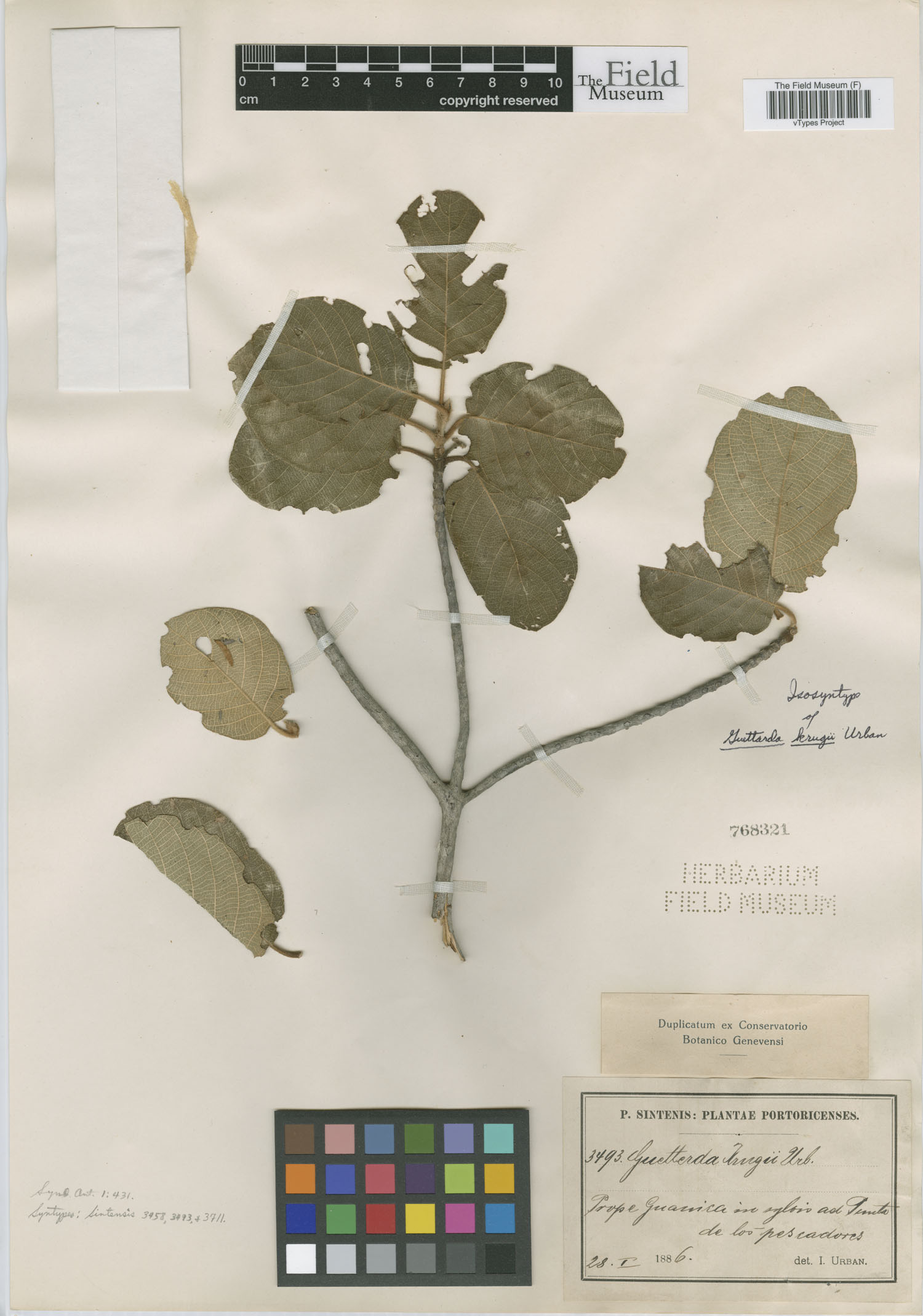 Guettarda krugii image