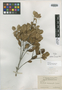 Guettarda monocarpa Urb., CUBA, J. A. Shafer 3252, Isotype, F
