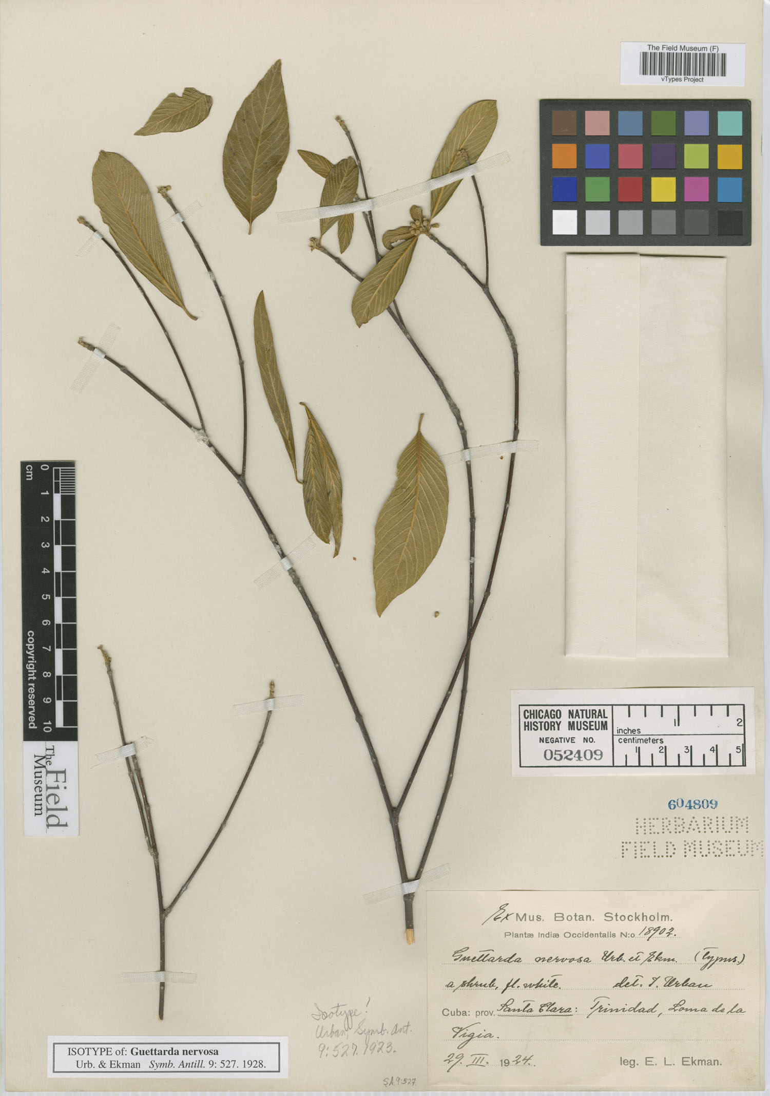 Guettarda nervosa image