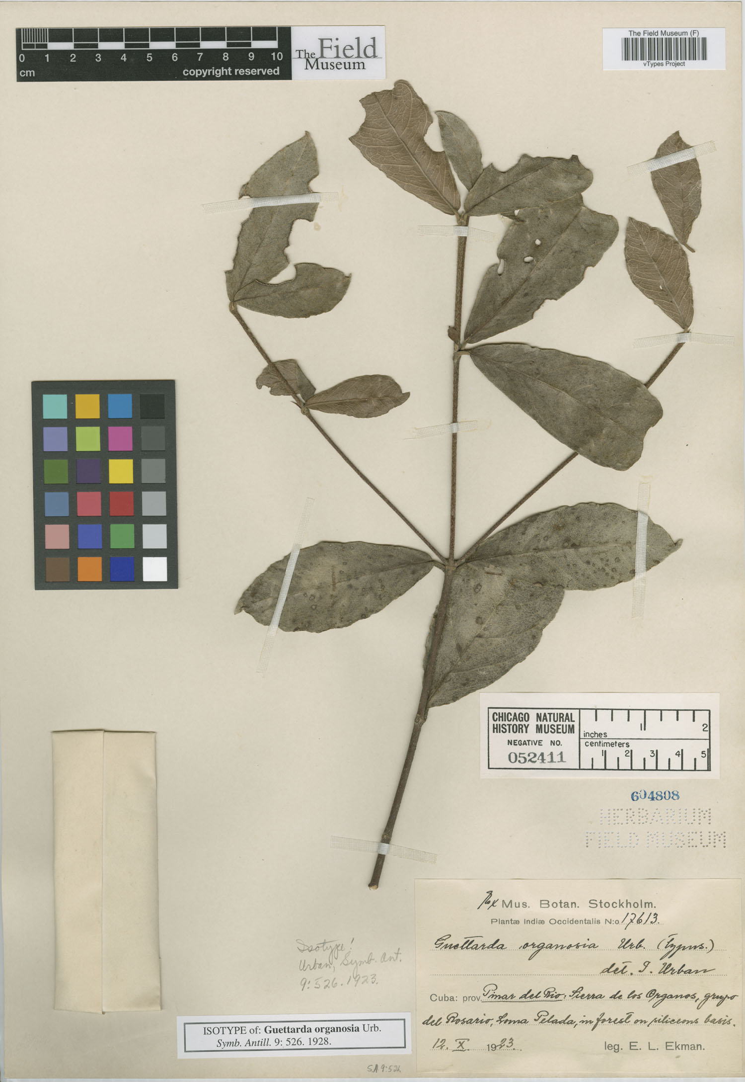 Guettarda organosia image