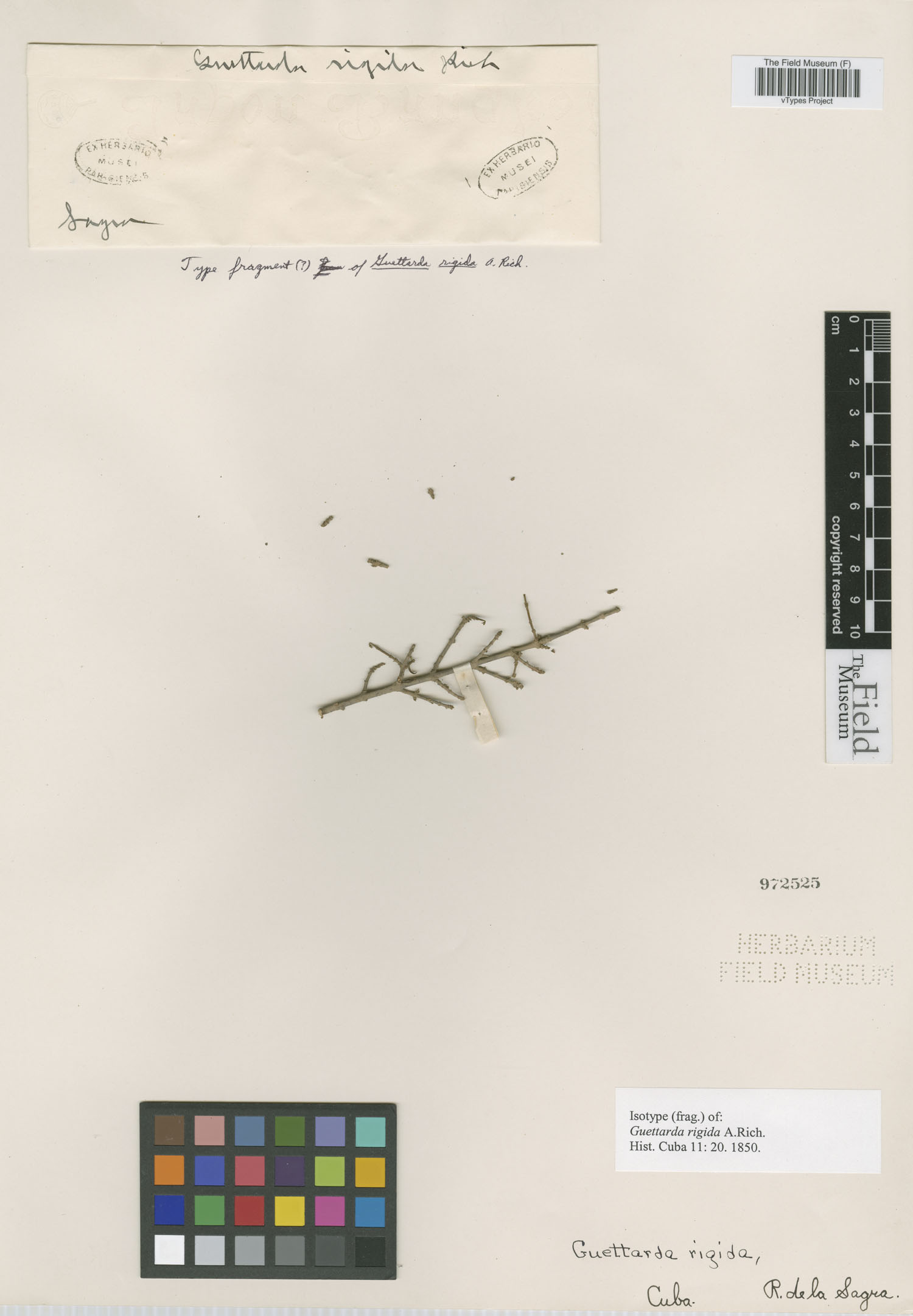 Guettarda rigida image