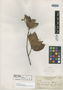 Guettarda rusbyi Standl., COLOMBIA, H. H. Rusby 1154, Isotype, F