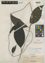 Gynochthodes oligantha Merr., A. D. E. Elmer 20501, Isotype, F