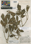 Hillia macrocarpa Standl. & Steyerm., GUATEMALA, J. A. Steyermark 33667, Holotype, F