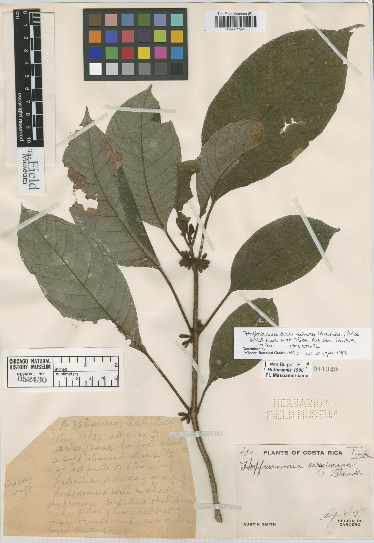 Hoffmannia aeruginosa image