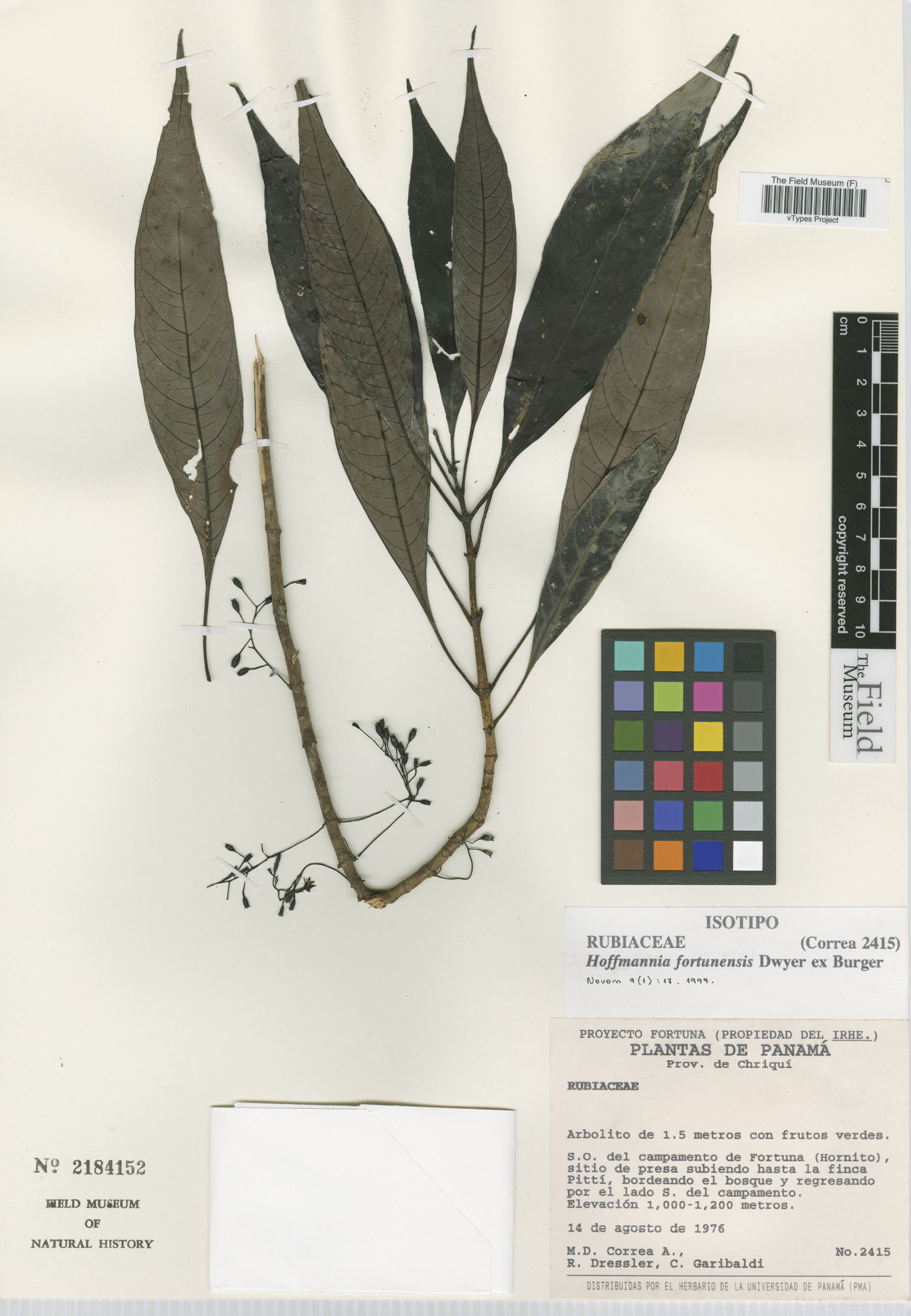 Hoffmannia fortunensis image