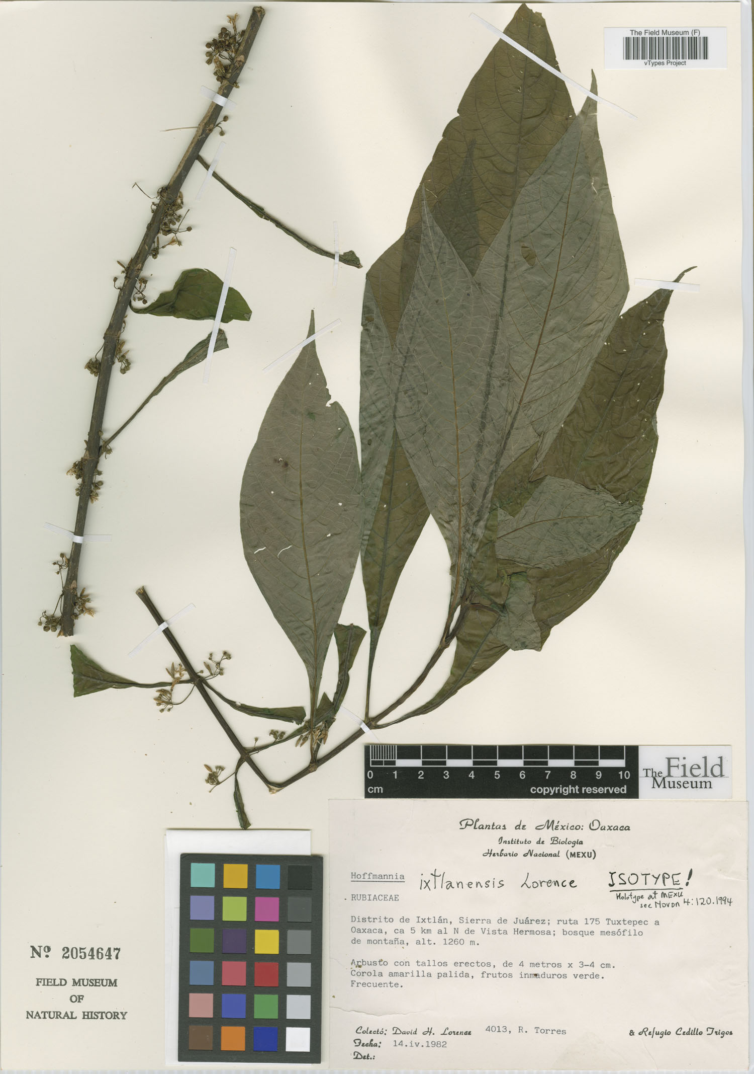 Hoffmannia ixtlanensis image