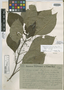 Hoffmannia laxa image