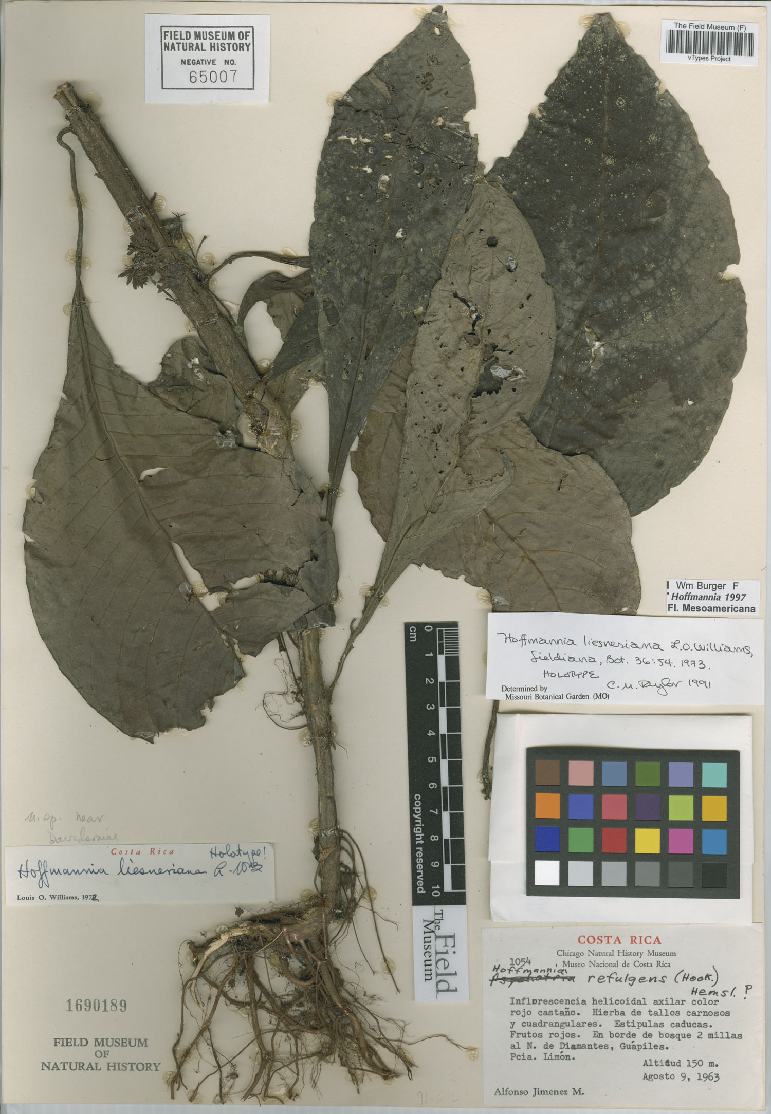 Hoffmannia liesneriana image