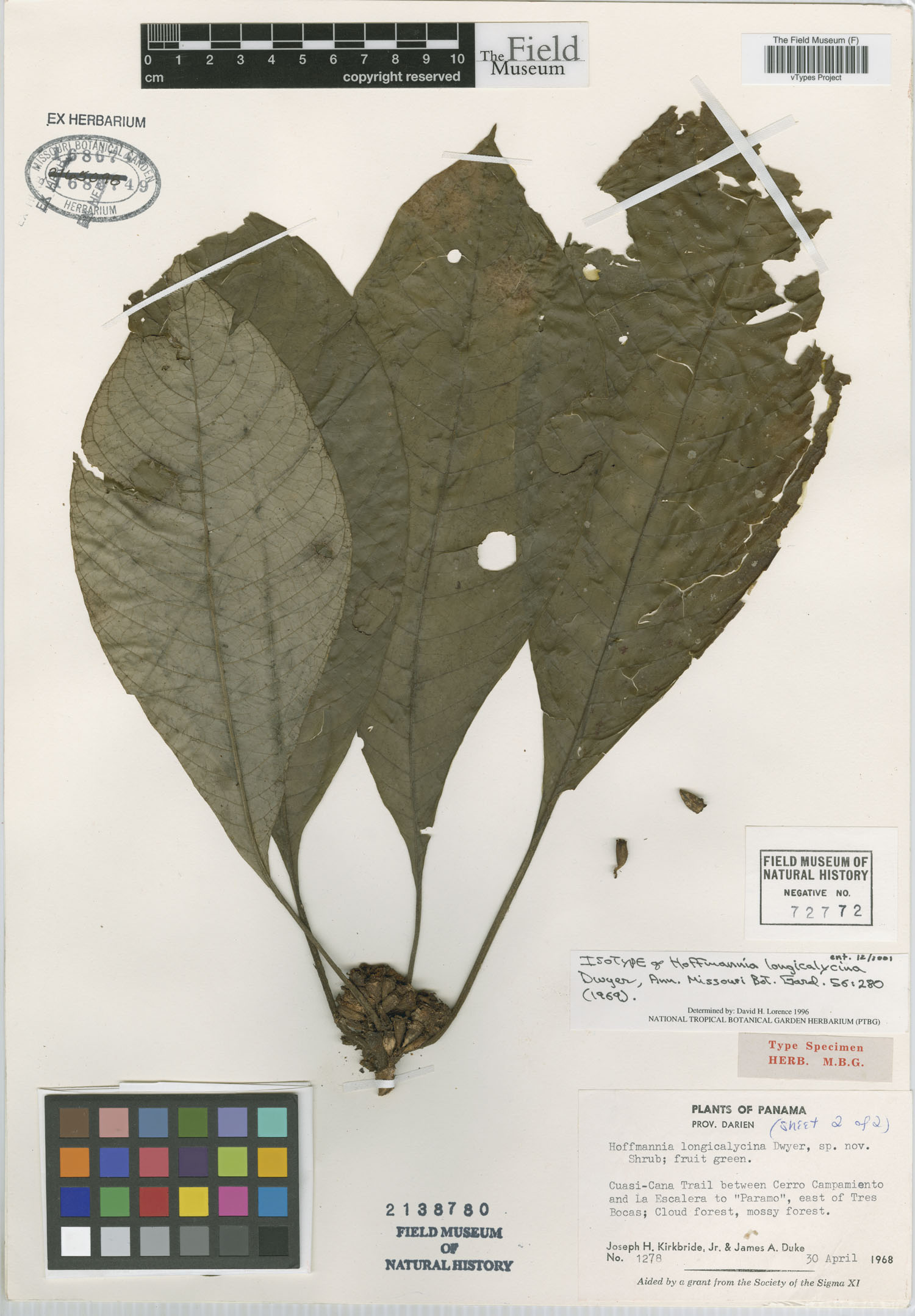Amphidasya longicalycina image