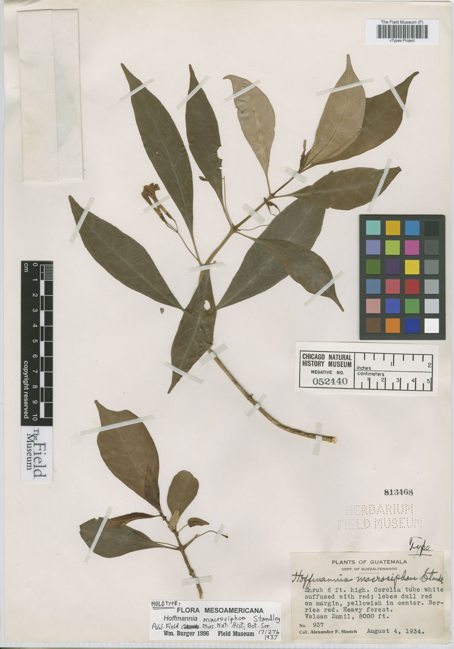 Hoffmannia macrosiphon image