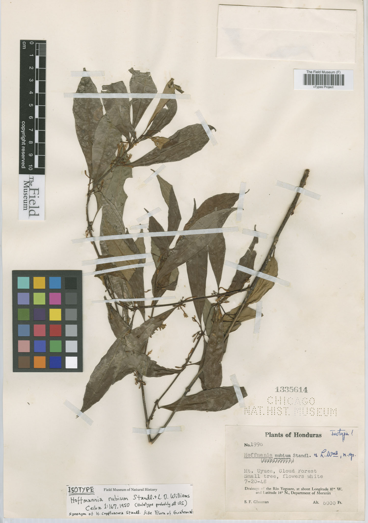 Hoffmannia cryptoneura image