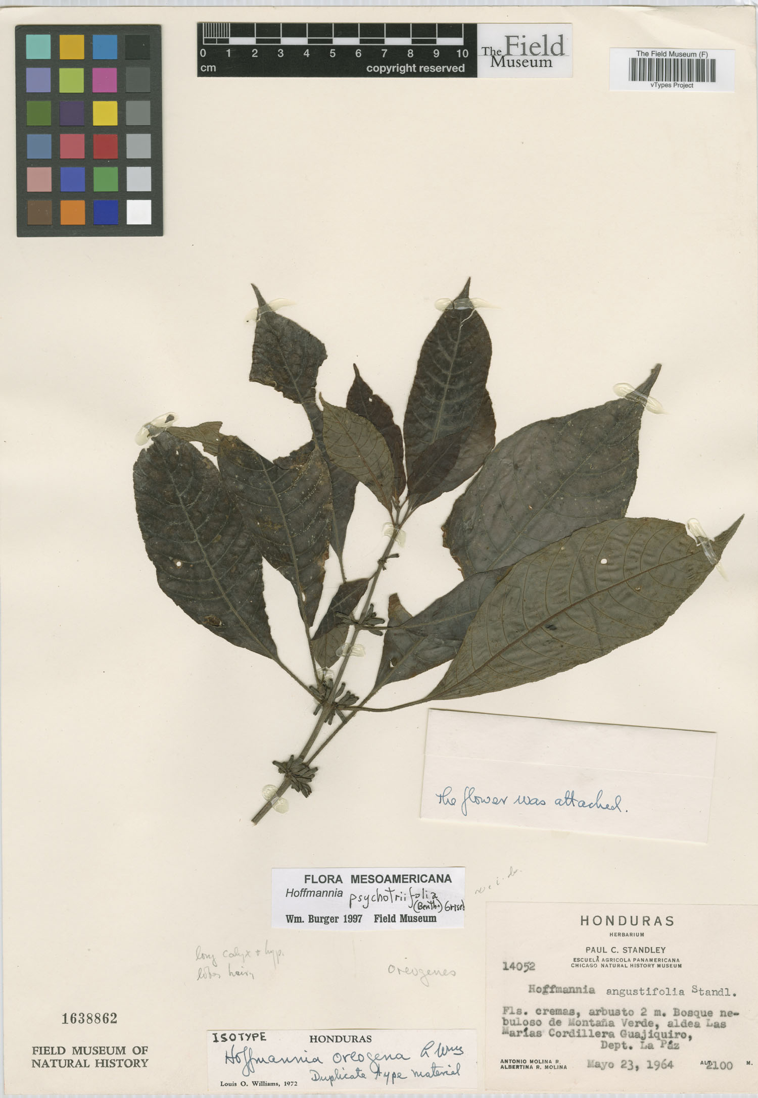 Hoffmannia psychotriifolia image
