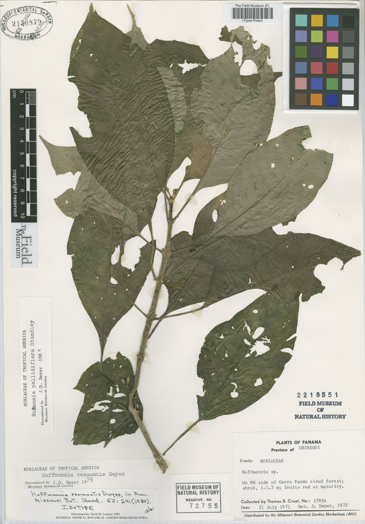 Hoffmannia pallidiflora image