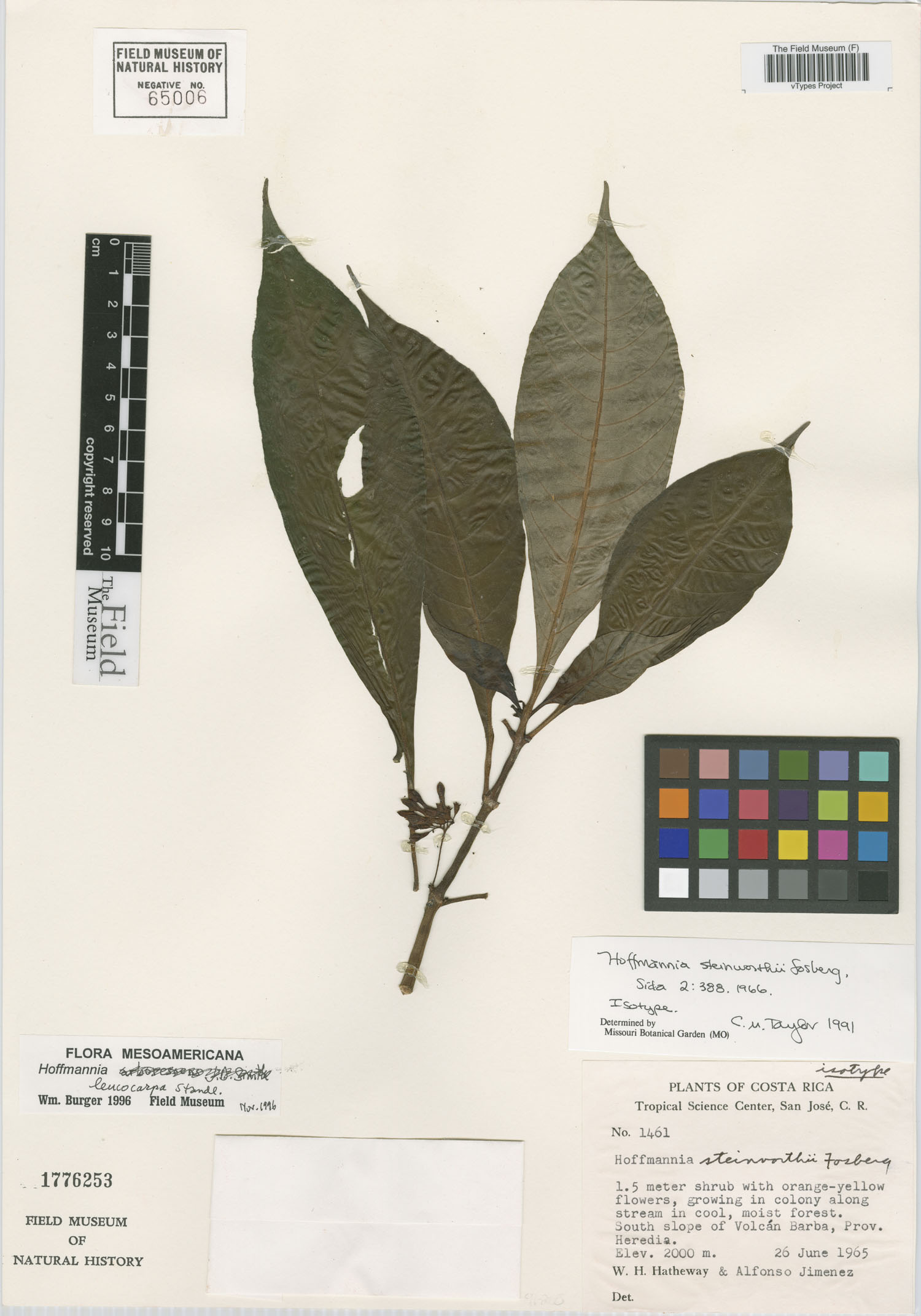 Hoffmannia steinvorthii image