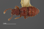 3976493 Eurhexius zonalis, holotype, male, habitus, dorsal view