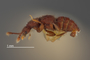 3976493 Eurhexius zonalis, holotype, male, habitus, lateral view