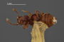 3976493 Eurhexius zonalis, holotype, male, habitus, ventral view