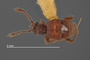 4229109 Arthmius torcerus, paratype, male, habitus, dorsal view
