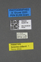 4229119 Sonoma colberti, paratype, labels