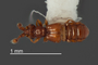 4229135 Bythinoplectus bahamicus, paratype, female, habitus, dorsal view