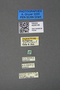 4229148 Actiastes fovicinus, paratype, male, labels