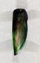 259524.17 beetle wing cover ear ornament pendant