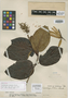 Ladenbergia pittieri Standl., VENEZUELA, H. F. Pittier 12943, Holotype, F