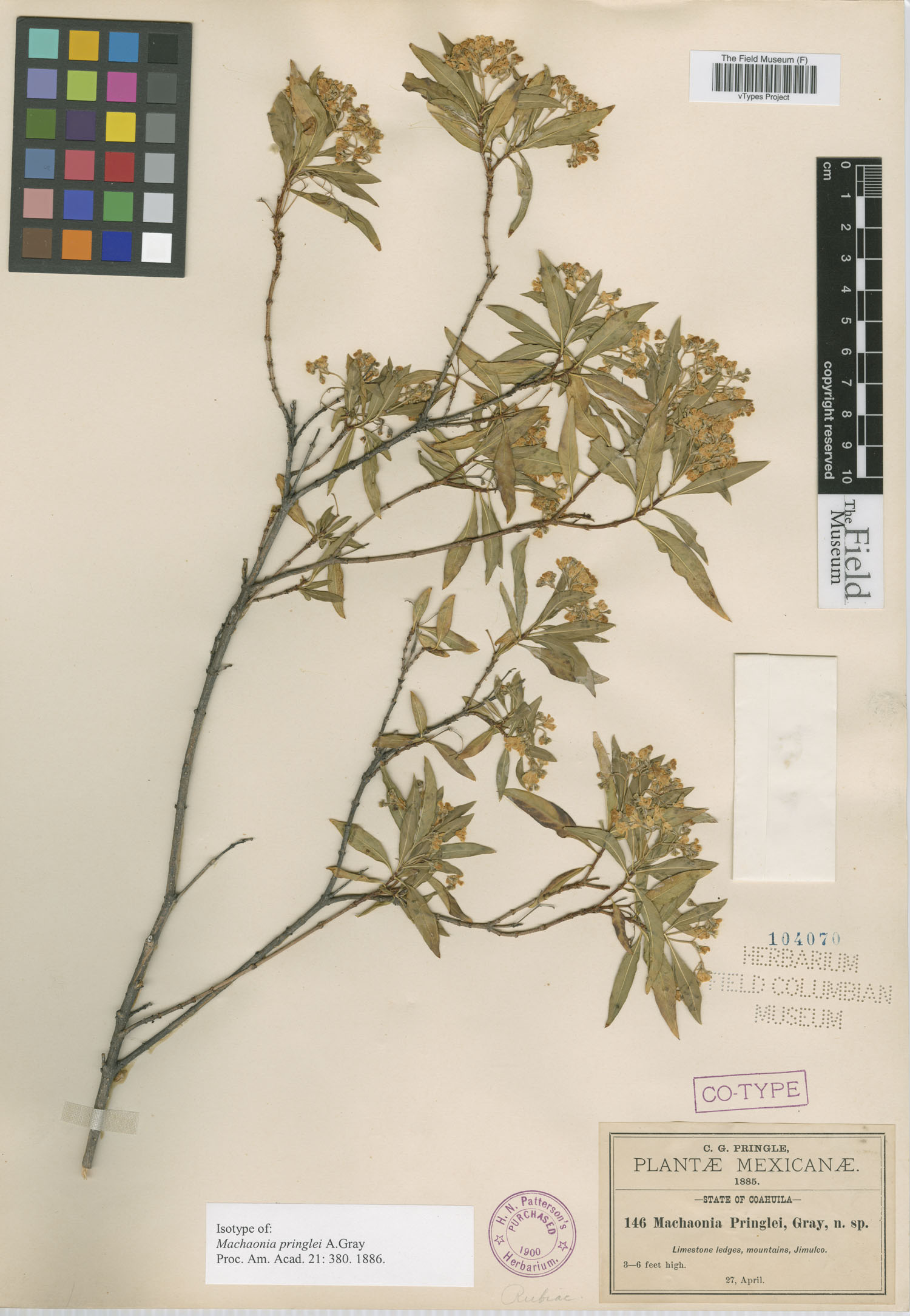 Machaonia pringlei image