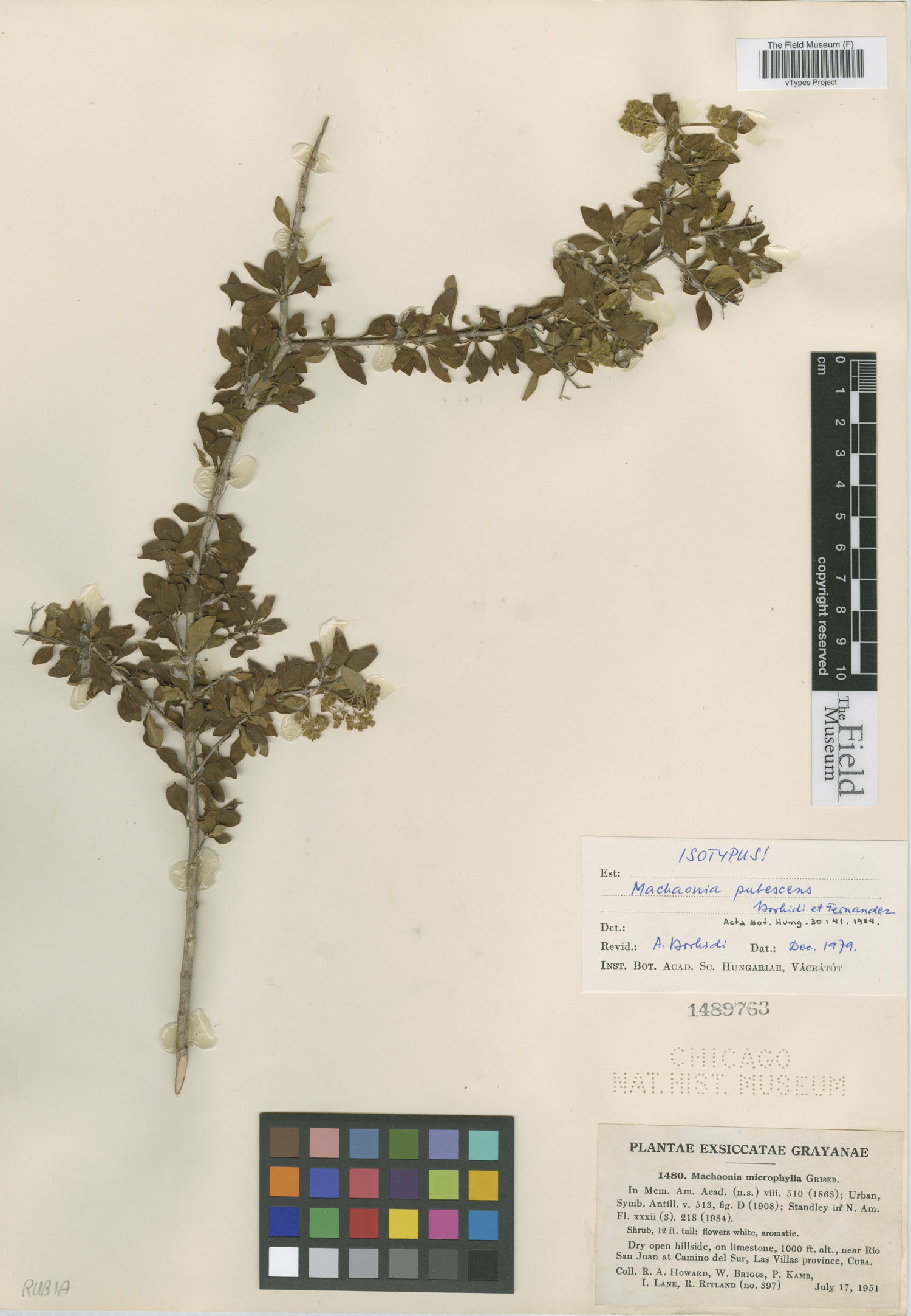Machaonia pubescens image