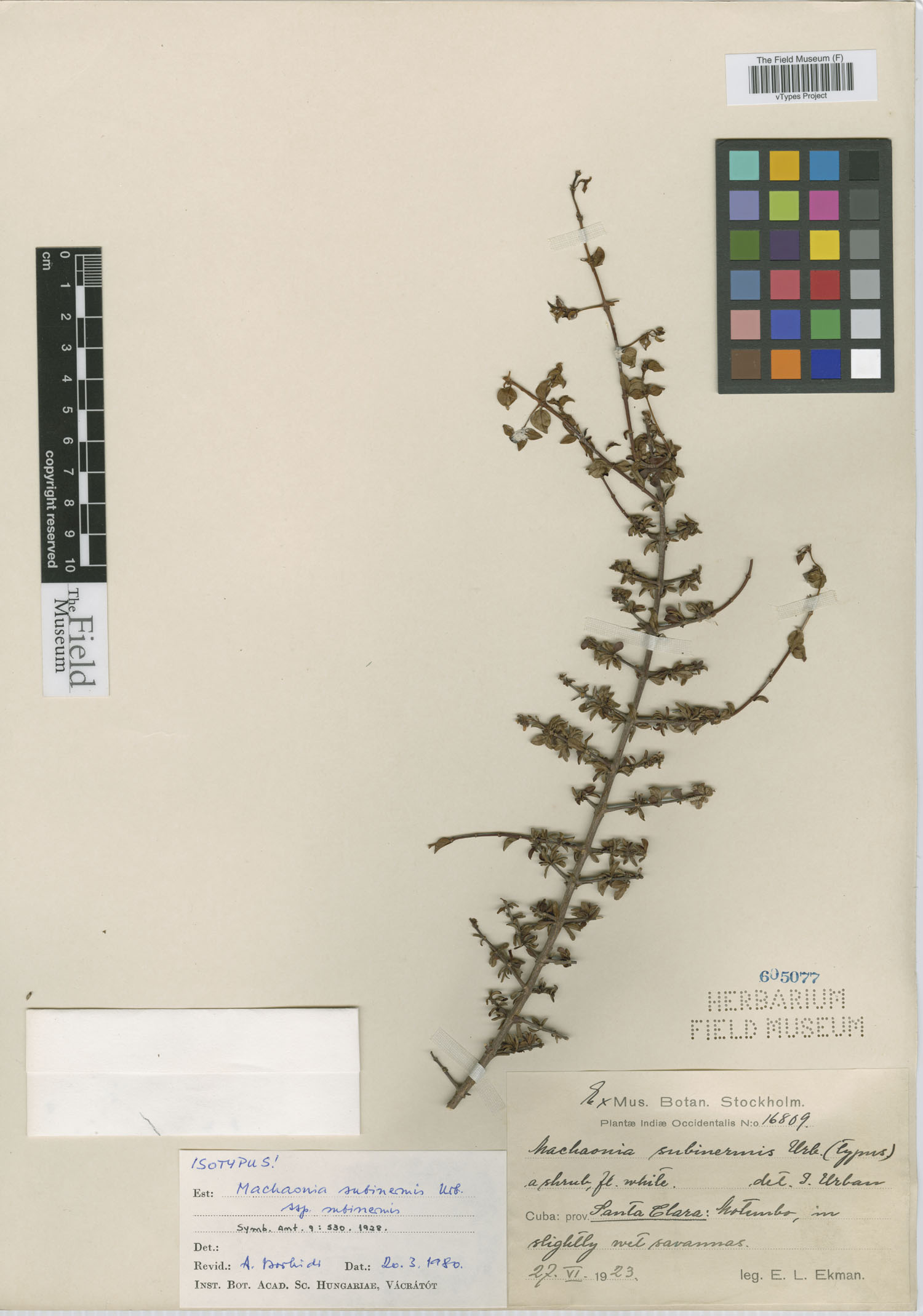 Machaonia subinermis image