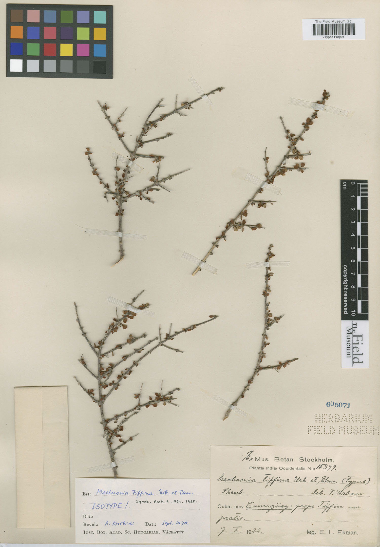 Machaonia tiffina image