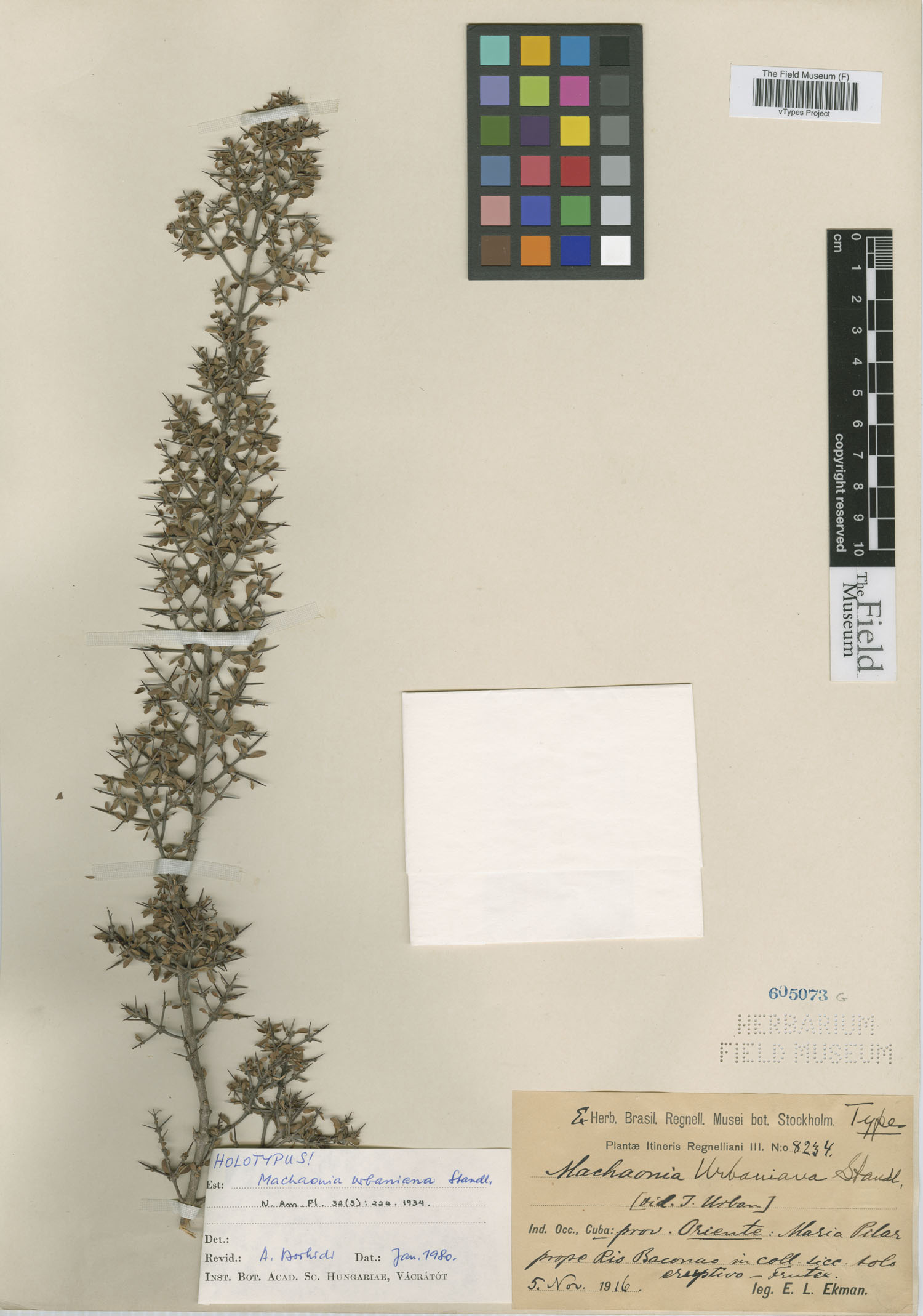Machaonia urbaniana image