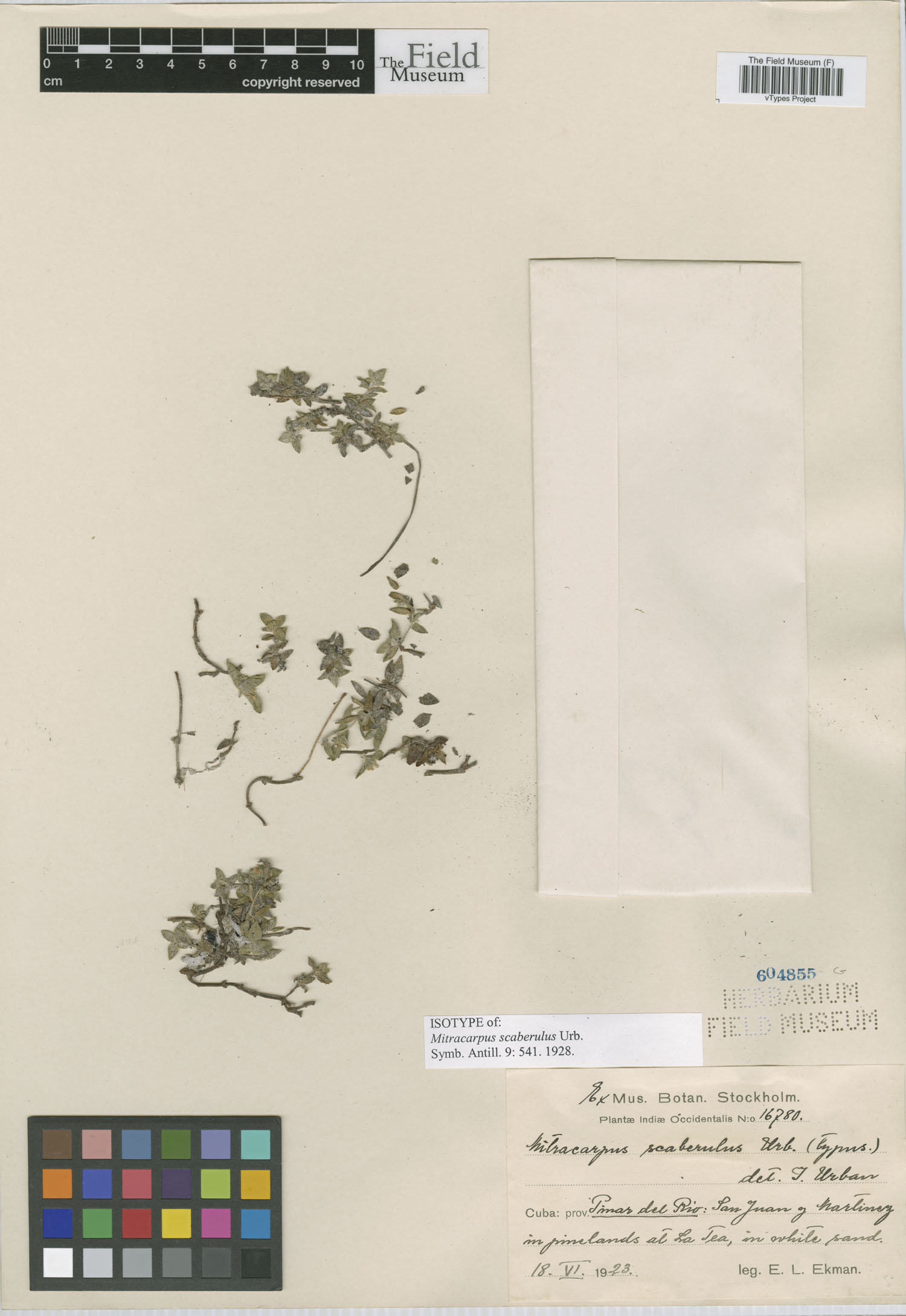 Mitracarpus scaberulus image