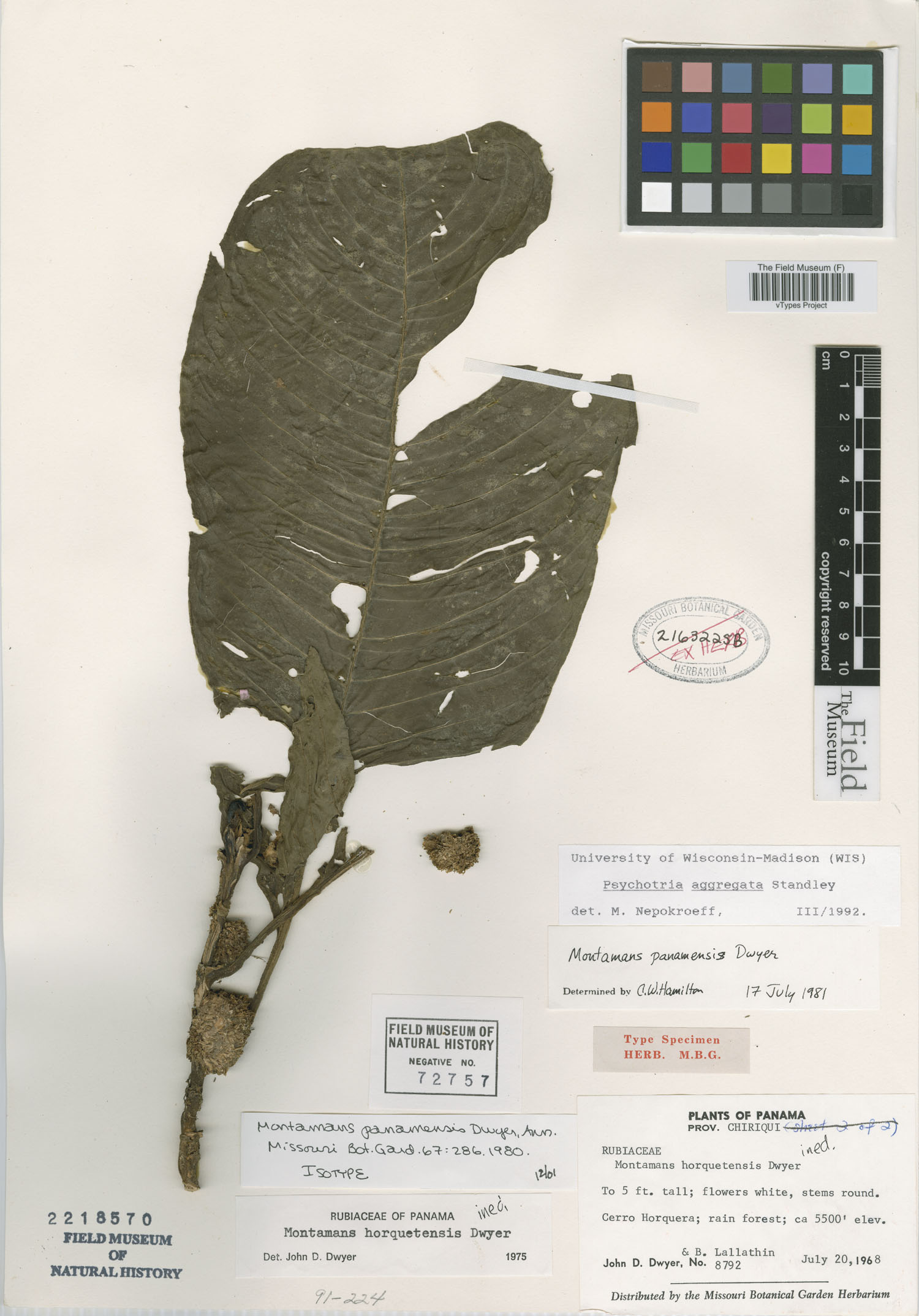 Notopleura panamensis image