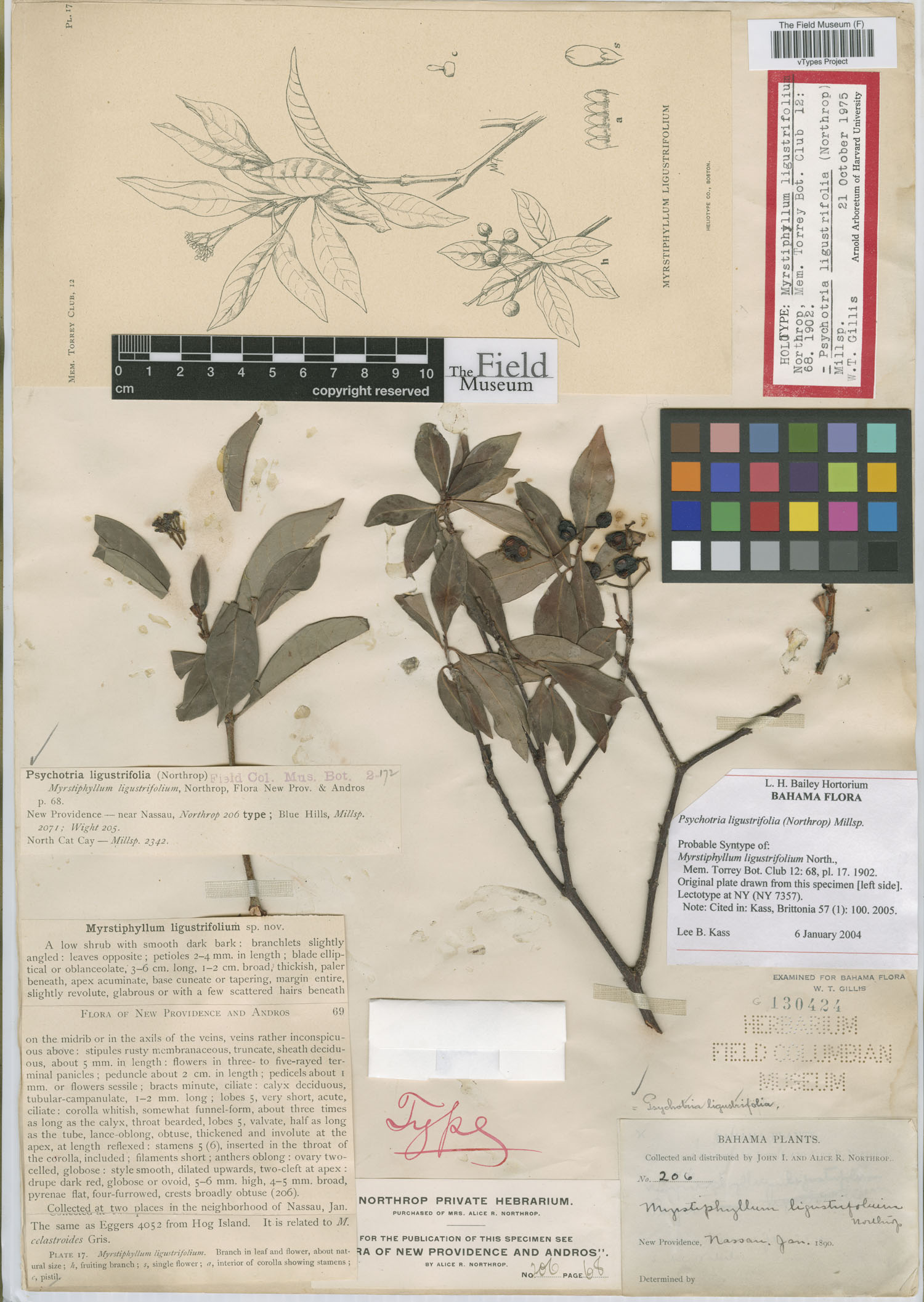 Myrstiphyllum ligustrifolium image