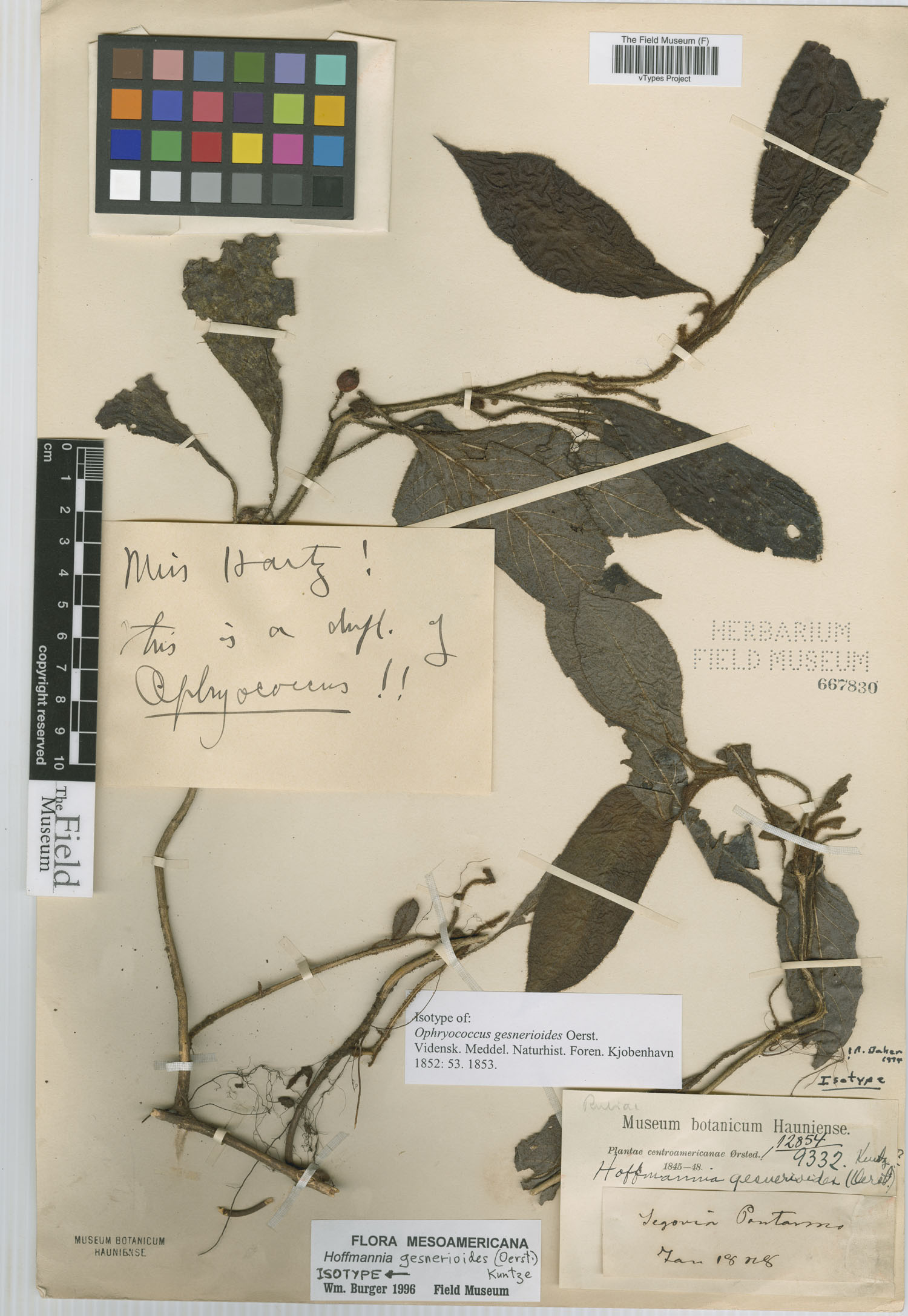Hoffmannia gesnerioides image