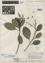 Pagamea anisophylla Standl. & Steyerm., VENEZUELA, J. A. Steyermark 58461, Holotype, F