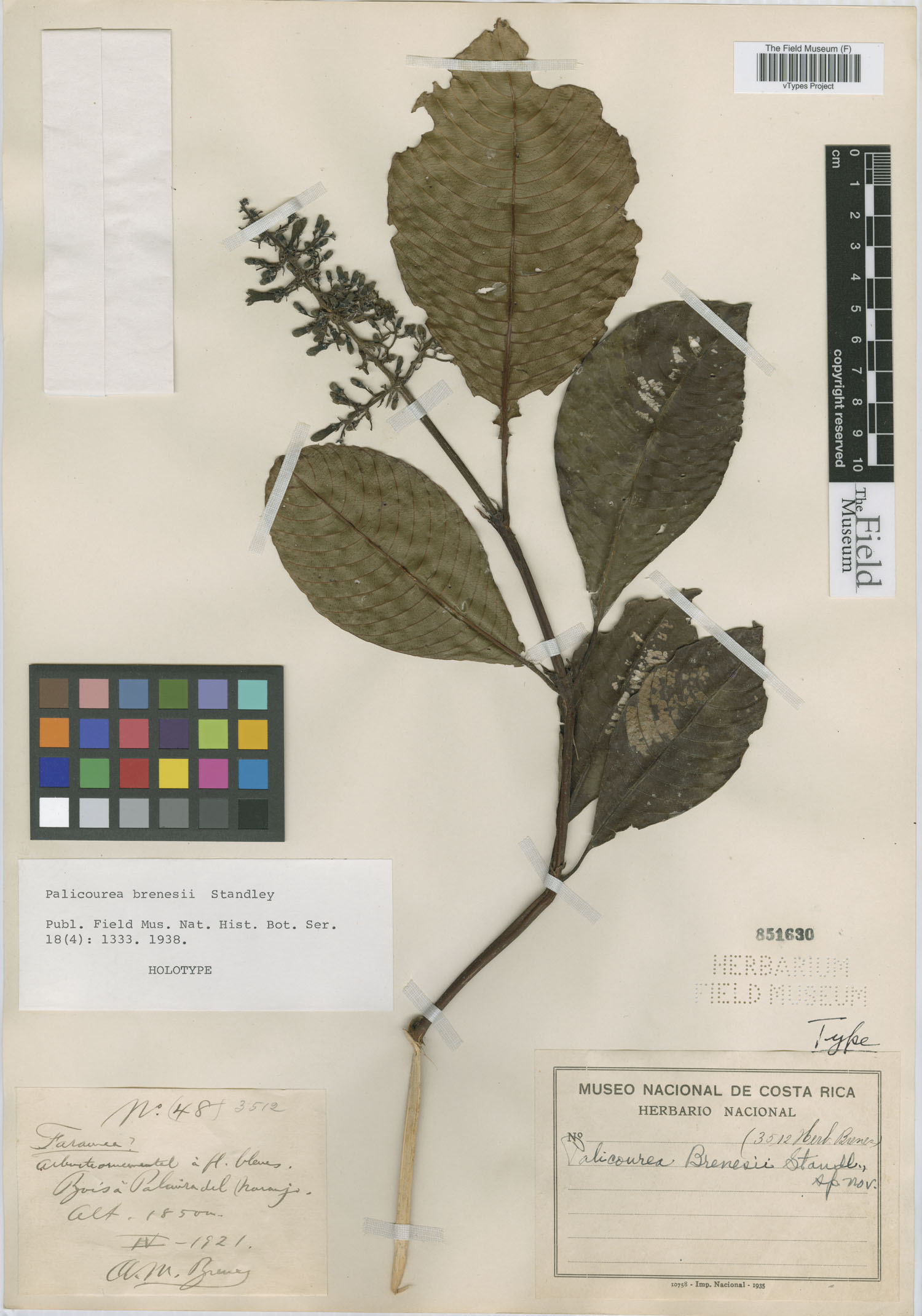 Palicourea brenesii image